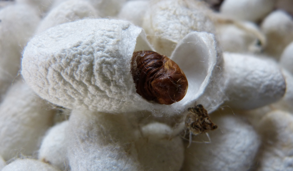 Cocon chenille pour soie