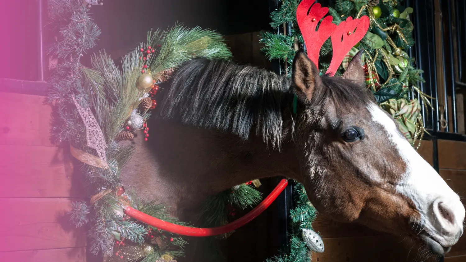Noël Équestre 20 Idées Cadeaux pour Passionnés de Chevaux